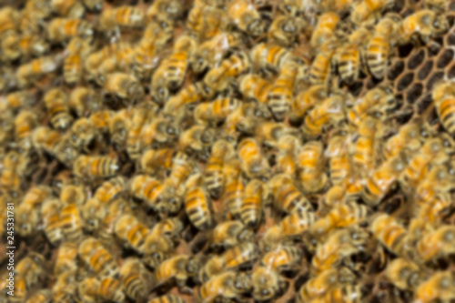 blurred bees in honeycomb background