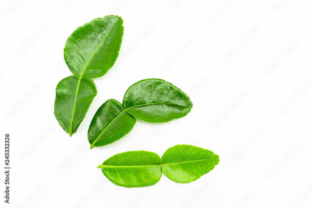 Kaffir lime leaves isolated on white background. Kaffir lime leaves isolated on white background.