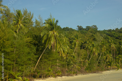 palms on sea background photo