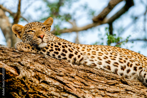 A leopard, Panthera pardus, lies on a tree, rests head on leg, alert, yellow eyes photo