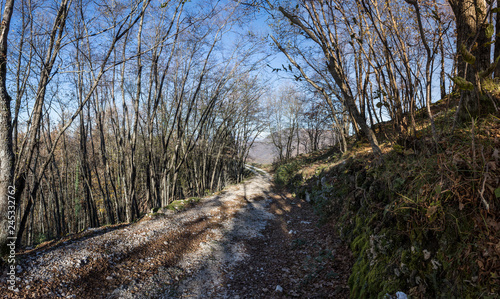 Wallpaper Mural trees in an autumn forest Torontodigital.ca