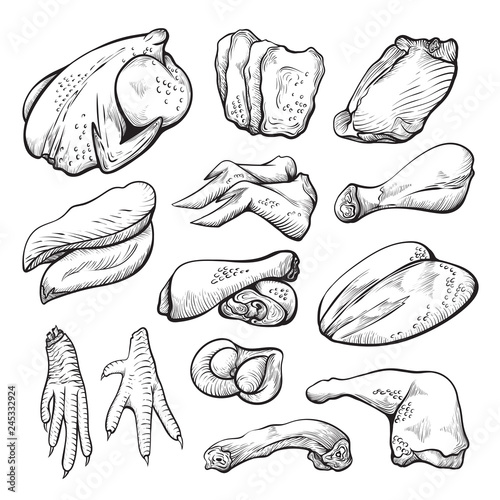 Raw chicken meat sketch, uncooked hen ingredients set