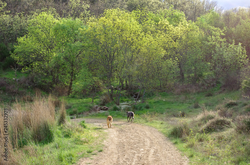 Two dogs walkingo on a path to a forest in the light of sunset