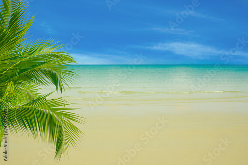 branches of palms on blue sea background