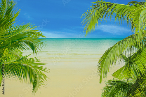 branches of palms on blue sea background