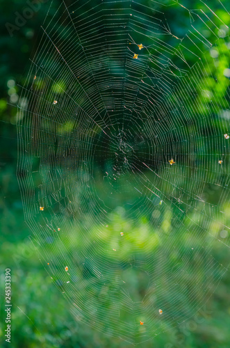 cobwebs on green background