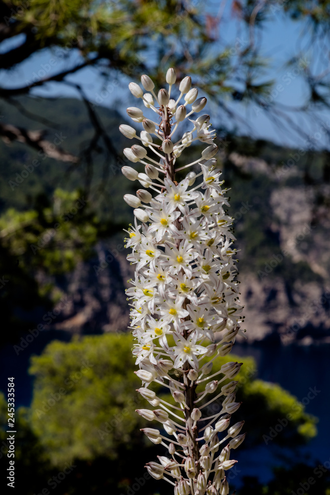 Meerzwiebel (Urginea fugax MORIS)