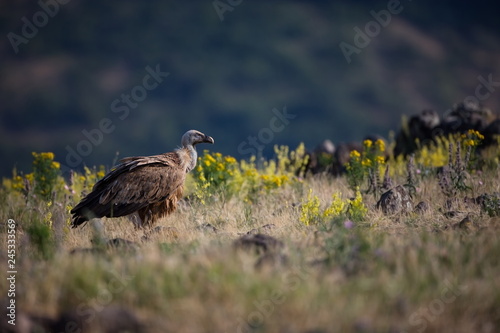 Gyps fulvus. The wild nature of Bulgaria. Free nature. A beautiful picture of nature. Rhodopes. Big bird. Mountains in Bulgaria. European wildlife.