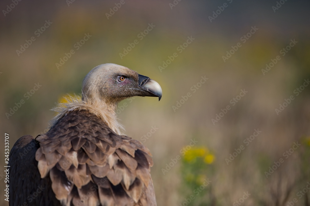 Gyps fulvus. The wild nature of Bulgaria. Free nature. A beautiful picture of nature. Rhodopes. Big bird. Mountains in Bulgaria. European wildlife.