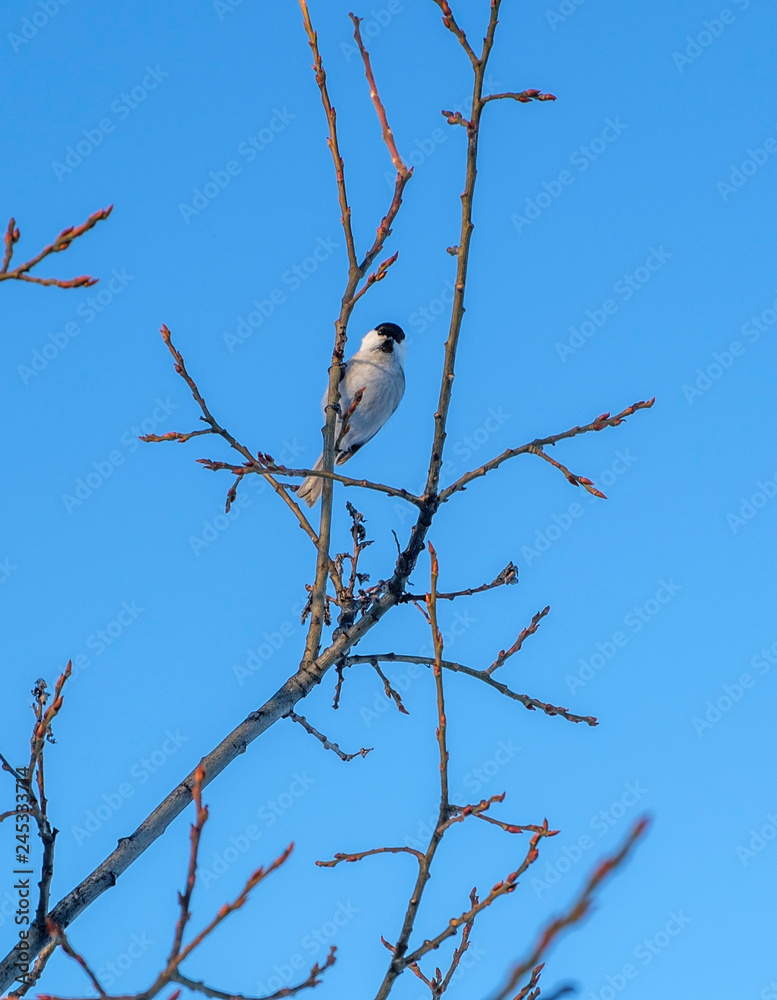 Little bird sitting on a branch against a blue sky
