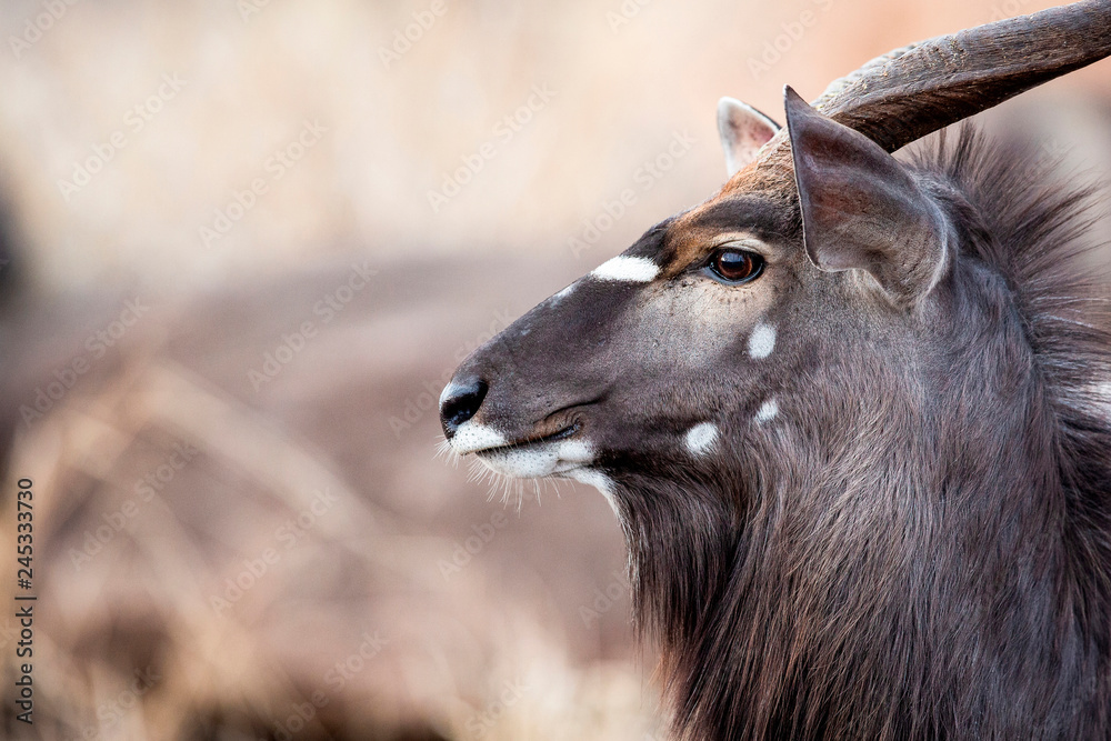 The side profile of the head of a male nyala, Tragelaphus angasii, ears up and perked, looking away Stock Photo | Adobe Stock The side profile of the head of a male nyala, Tragelaphus angasii, ears up and perked, looking away Stock Photo | Adobe Stock
