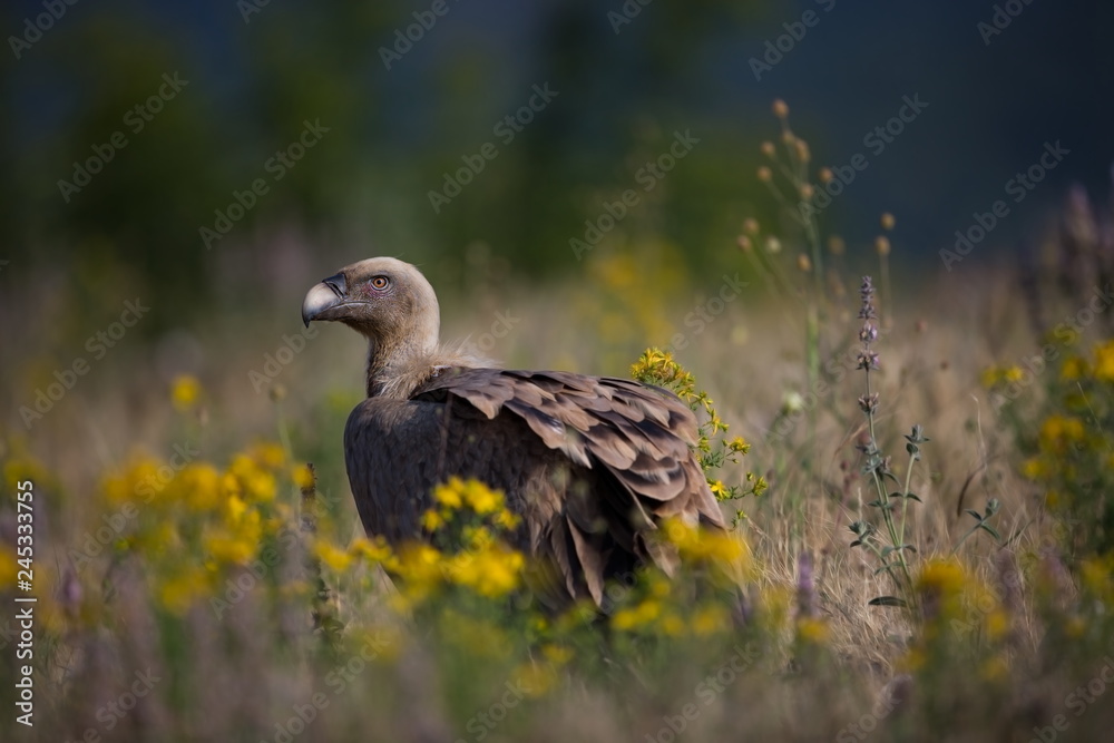 Gyps fulvus. The wild nature of Bulgaria. Free nature. A beautiful picture of nature. Rhodopes. Big bird. Mountains in Bulgaria. European wildlife. Gyps fulvus. The wild nature of Bulgaria. Free nature. A beautiful picture of nature. Rhodopes. Big bird. Mountains in Bulgaria. European wildlife.