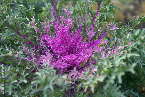 Beautiful magenta ornamental cabbage grows in the garden in late autumn. Hybrid variety 'Peacock Red F1'