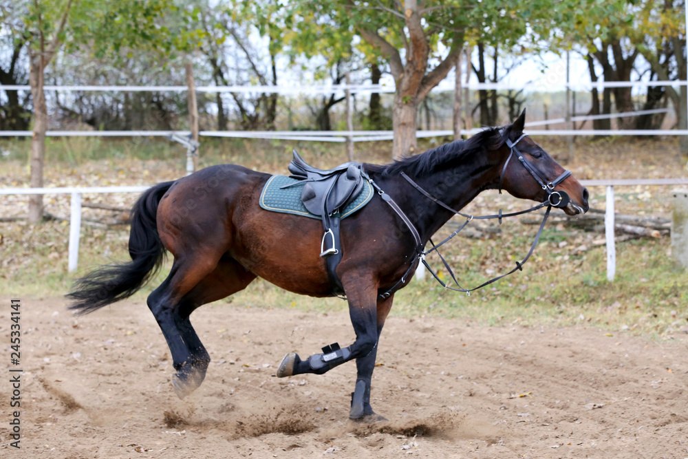 Beautiful sport horse running alone on show jumping competition without riders Beautiful sport horse running alone on show jumping competition without riders