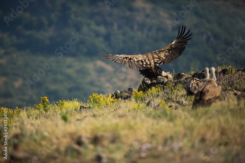 Gyps fulvus. The wild nature of Bulgaria. Free nature. A beautiful picture of nature. Rhodopes. Big bird. Mountains in Bulgaria. European wildlife.