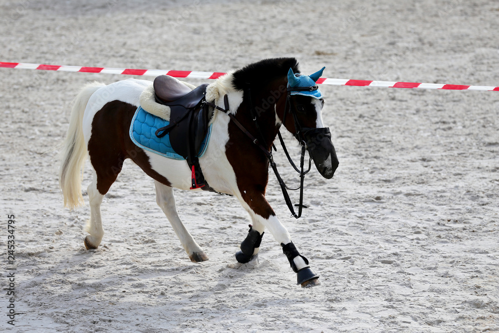 Beautiful sport horse running alone on show jumping competition without riders Beautiful sport horse running alone on show jumping competition without riders