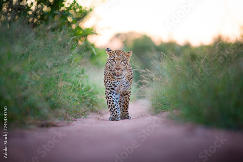 A leopard, Panthera pardus, walks towards the camera on sand road, durect gaze, ears facing backward, mouth open, long green grass photo