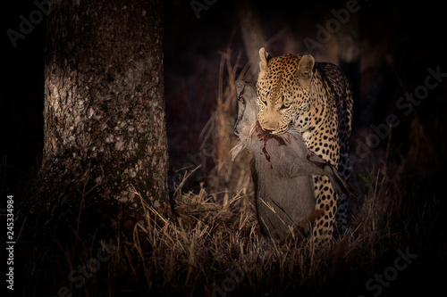 A leopard, Panthera pardus, stands while holding a dead warthog in its mouth, Phacochoerus africanus, blood on its neck, at night lit up by spotlight