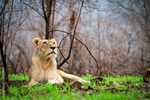 A lioness, Panthera leo, lies in green grass, head up, looking up out of frame, bare trees in background photo