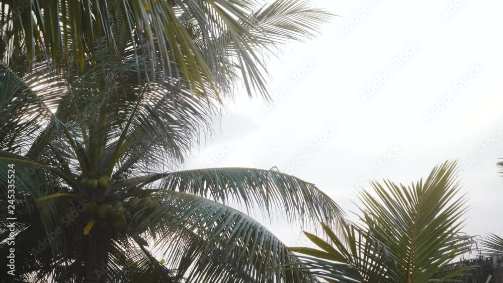 Beautiful low angle close-up background shot of big coconuts on lush palm tree blowing on sunny exotic sea beach resort. Beautiful low angle close-up background shot of big coconuts on lush palm tree blowing on sunny exotic sea beach resort.