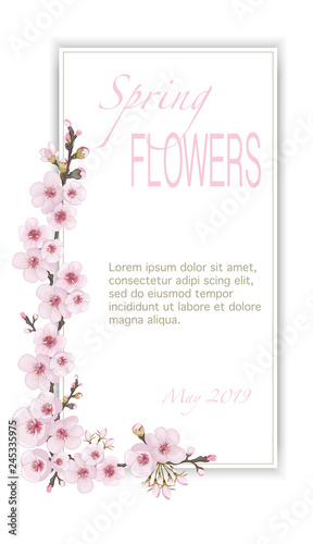 The idea of cover, invitation, booklet, printing. Handmade background in the Japanese style. Magenta on white fond. Light frame vertical of sakura flowers.