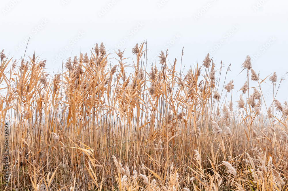 Fototapeta Reeds yellow and dry in the mist of an autumn day, panorama