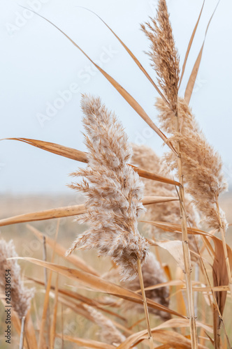 Reeds yellow and dry in the mist of an autumn day