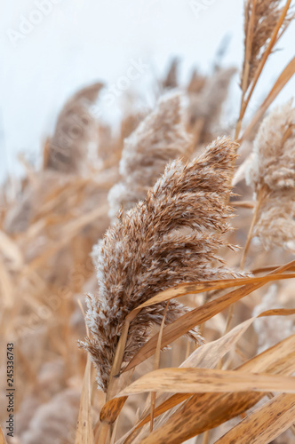 Reeds yellow and dry in the mist of an autumn day