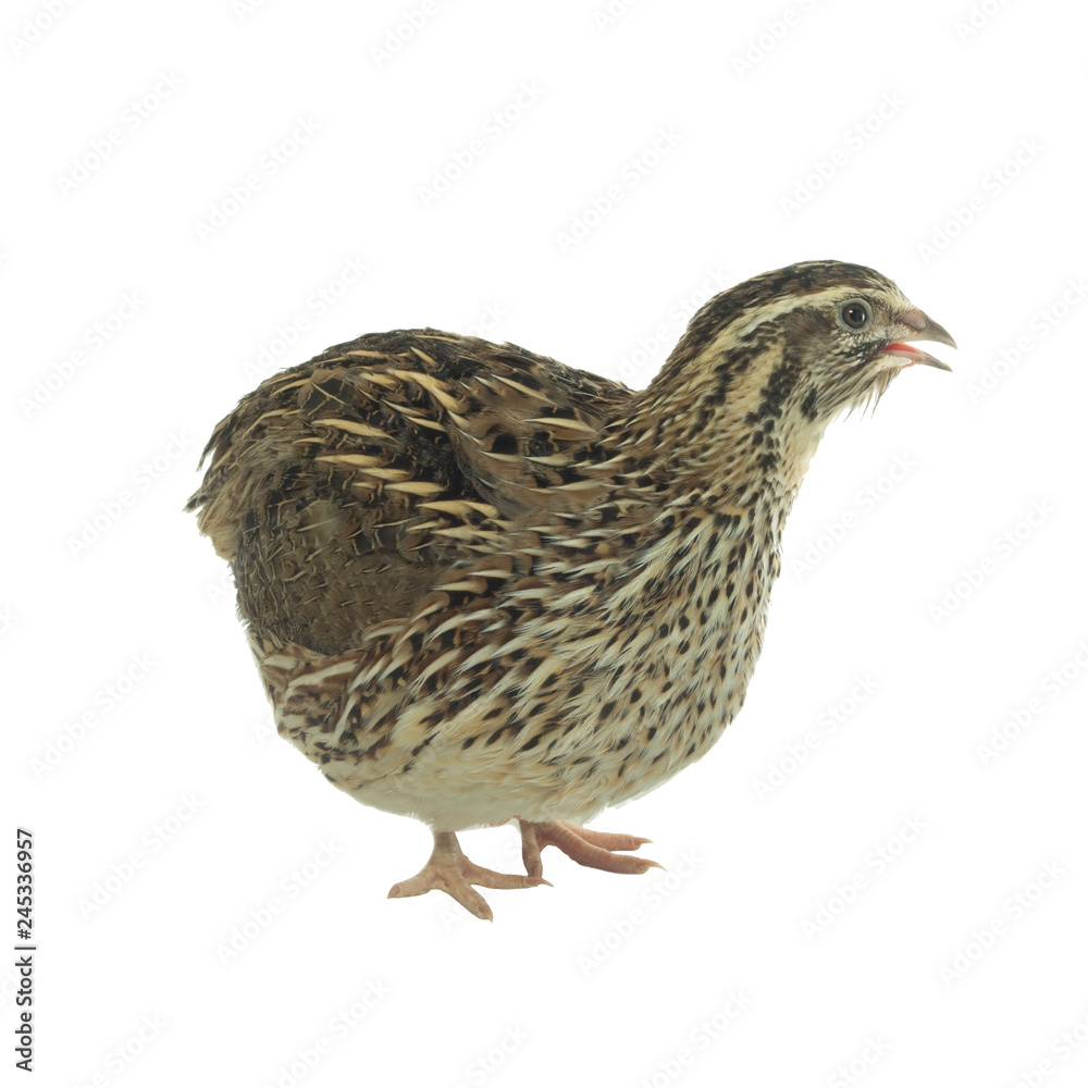 Fototapeta premium quail isolated on white background
