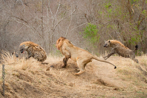 A male lion, Panthera leo, runs up a slope after a spotted hyena, Crocuta crocuta, who turns back and snarls at the lion, a second hyena runs after the lion