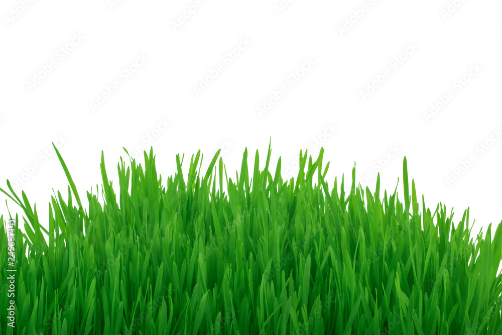 fresh green grass isolated on white background fresh green grass isolated on white background