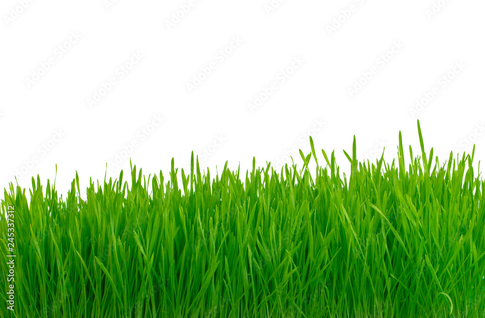Fototapeta premium fresh green grass isolated on white background