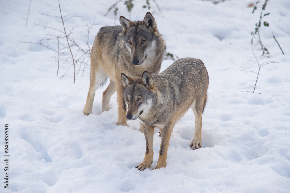 parco nazionale d'abruzzo