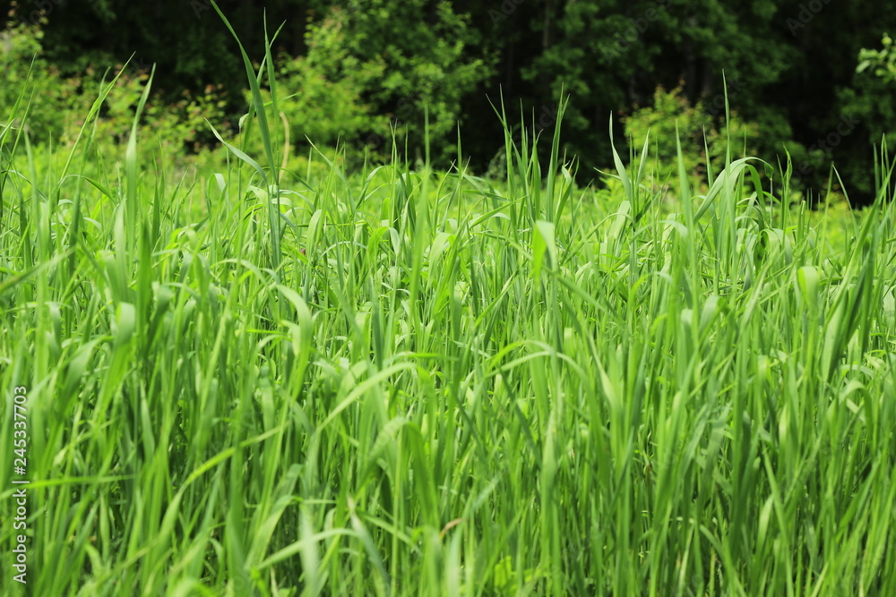 fresh green grass on forest background