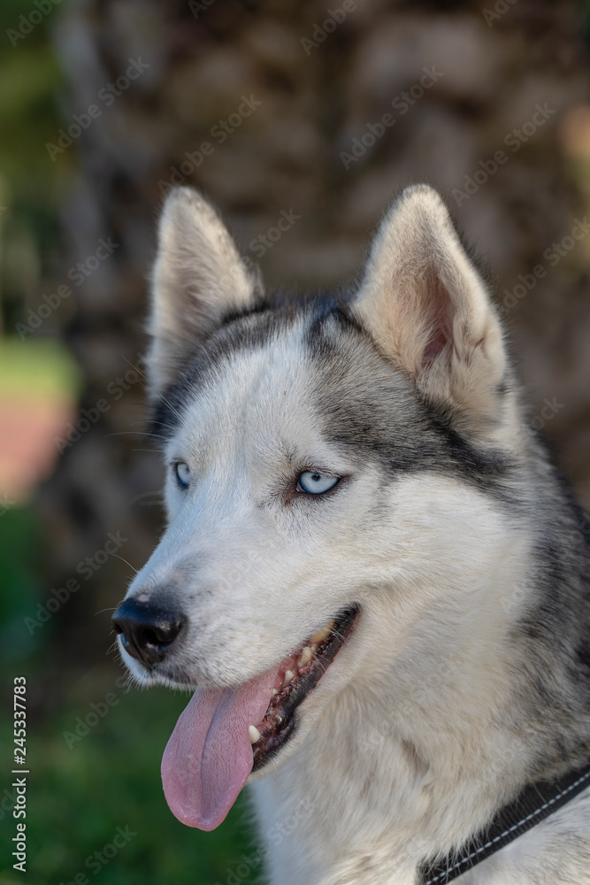 Siberian husky dog with blue eyes sits and looks, outdoors in nature on a sunny day, close up Siberian husky dog with blue eyes sits and looks, outdoors in nature on a sunny day, close up