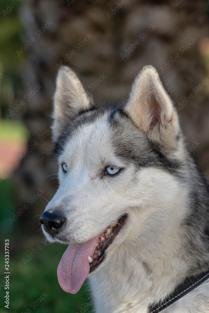 Siberian husky dog with blue eyes sits and looks, outdoors in nature on a sunny day, close up