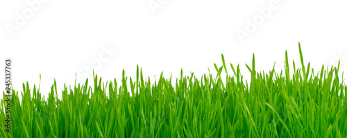 fresh green grass isolated on white background banner