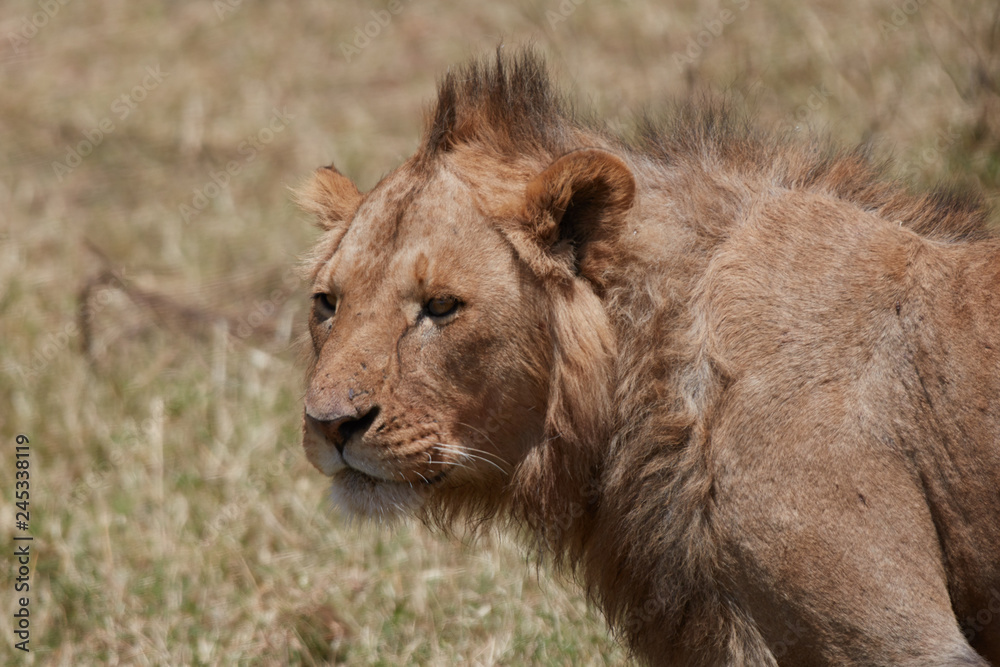 Close up portrait of a young lion , Safari , Ngorongro Tanzania 