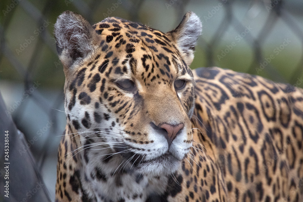 Fototapeta premium Beautiful headshot of a jaguar