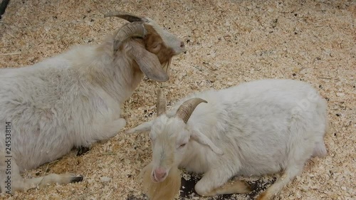 Billy Goats Lying Down In Hay At Petting Zoo