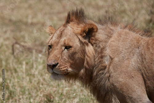 Close up portrait of a young lion   Safari   Ngorongro Tanzania 