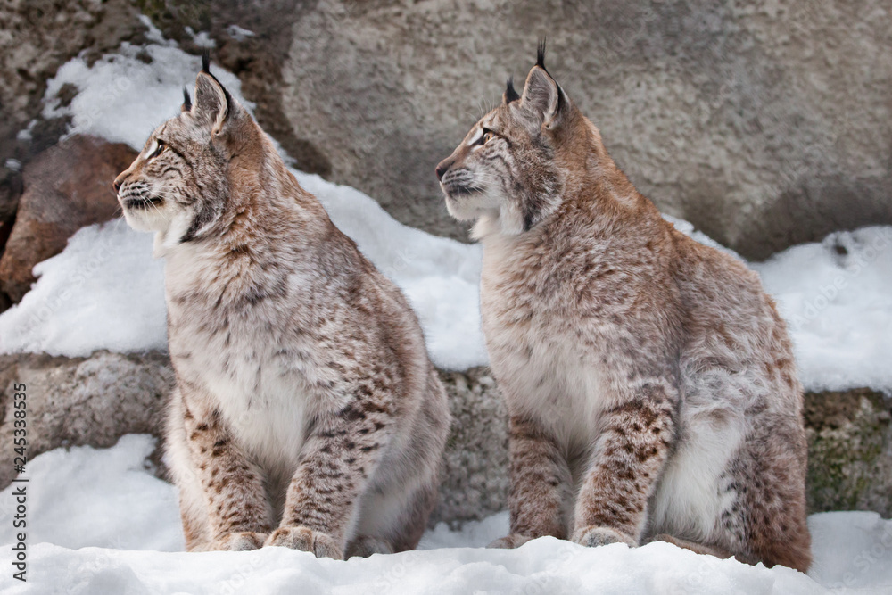 sit the same way. Two lynxes in the snow in winter, friendly couple;  slender and beautiful animals are very similar to each other. Stock Photo |  Adobe Stock