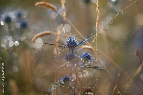 Konstfotografi parco nazionale d'abruzzo