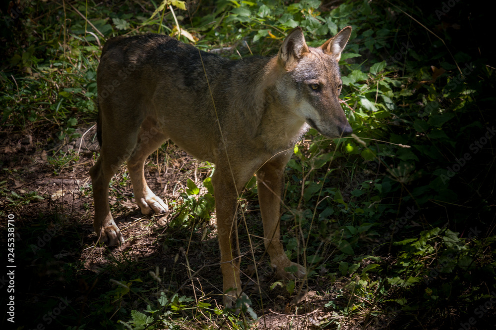 Fototapeta premium parco nazionale d'abruzzo