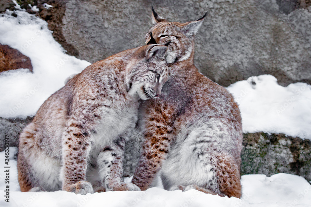 Obraz premium Lick each other. Two lynxes in the snow in winter, friendly couple; slender and beautiful animals are very similar to each other.
