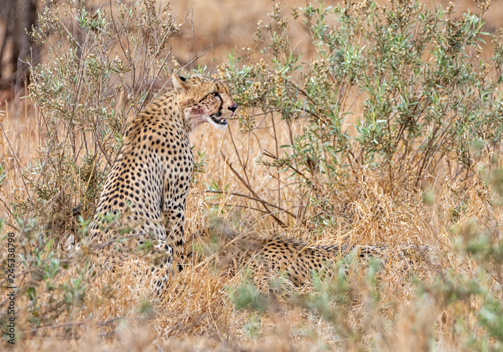 Fototapeta premium Cheetah