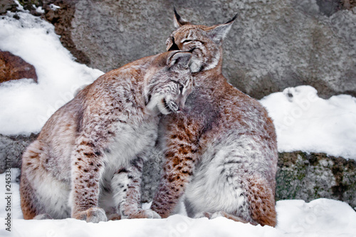 Lick each other. Two lynxes in the snow in winter, friendly couple; slender and beautiful animals are very similar to each other.