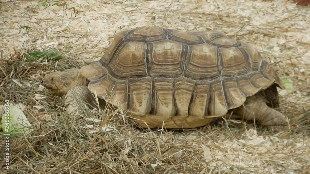 Giant Tortoise Retracting Head Into Shell Giant Tortoise Retracting Head Into Shell