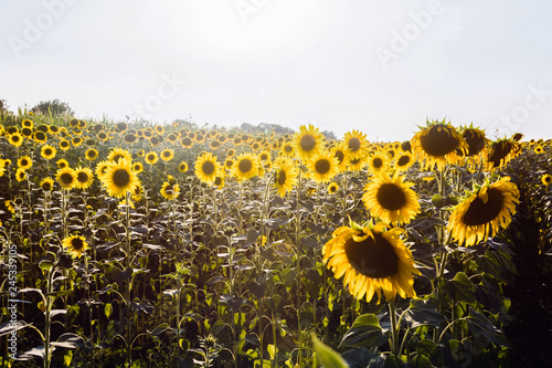 Fototapeta Naklejka Na Ścianę i Meble -  Sunflowers in a Field 