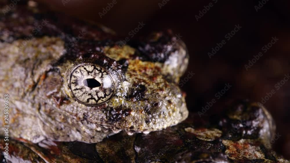 Marbled Treefrogs (Dendropsophus marmoratus) Pair in amplexus (mating). The smaller male is on top. Shot in the Ecuadorian Amazon at night. Marbled Treefrogs (Dendropsophus marmoratus) Pair in amplexus (mating). The smaller male is on top. Shot in the Ecuadorian Amazon at night.